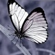butterfly effect Single