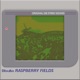 Raspberry Fields GameBoy Version Single