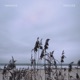 Emanate Single