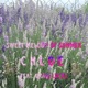 Sweet Melody of Summer feat Craig Lucas Single