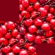 Cherry Merlot Single