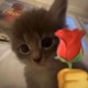 Valentine Single