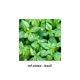 basil Single