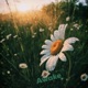 Awake Single