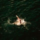 Backstroke Freddy Single