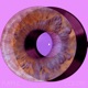 Purple Colors Single