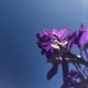Bloom EP EP