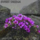 Sweet Dream Single