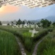 SunShine Single