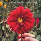 All The Beauty Single