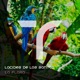 La Flora Single