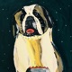 Strawberry Gun St Bernard