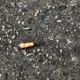 BLUNT TAK30V3R feat S5Latrim Lil Kev Single