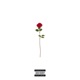 Roses Single