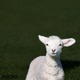 The Lamb serving up Single