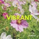 Vibrant Single
