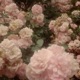roses Single