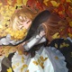 falling traces Single
