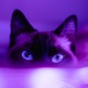 Purple Single
