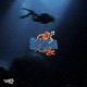 Scuba Sandvika Single