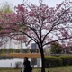 Ichiba Single