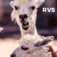 Llama Sing Single