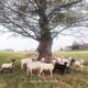 Old Grove EP