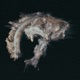 Sabretooth Single