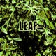 Leaf Single