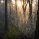 SpiderWebs Single