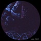 PSX EP EP