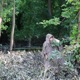 Squatch Hypothesis Single