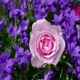 Pinkpantheress Y2k Flowers Single