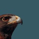 THE HAWK 440 Hz Single