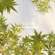 sativaparadise Single