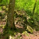 Where the Forest Hears the Falls Single