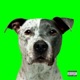 STRESSY Single