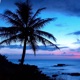 Hawaii Single