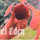 El Edén Live Single