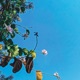 Mobula Single