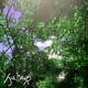 Saccharine Olive Soundboard