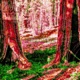 Sequoia
