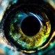 FISHEYE Single