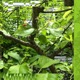 Green August Single