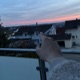 WAS IST 369 JETZT Single