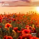 Bloom Single