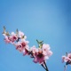 Flowers Single