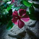 Jolie Fleur EP