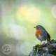Robin Single
