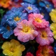 Flower Drops Single